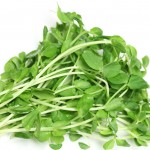 pea-sprouts