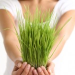 wheatgrass