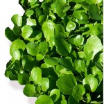 Organic Watercress