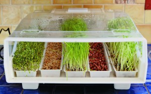 Sprouting-tray