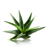 Aloe Vera bio