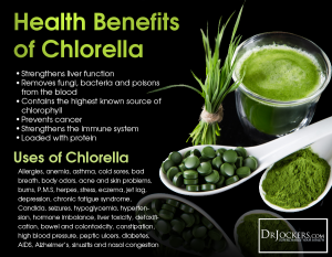 chlorella1