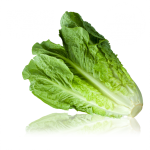 Laitue romaine biologique